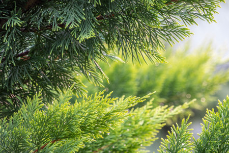 Green branches of larch with drops of water after rain. Beautiful green natural background.