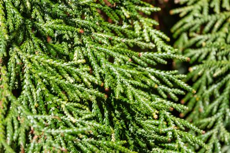 Green branches and young leaves of a thuja tree. Background image.の写真素材