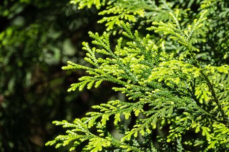 Green branches and young leaves of a thuja tree. Background image.の写真素材