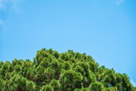 Crown of lush green pine tree with long needles on a background of blue sky. Freshness, nature, concept. Latin: Pinus brutiaの写真素材