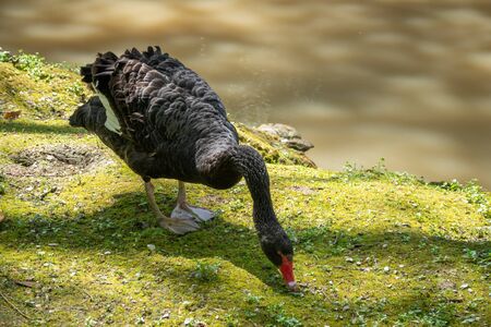 A black swan with a red beak eats grass on the shore of a pond. Cygnus atratusの写真素材