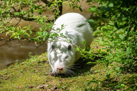 Large white nutria goes along the green coast of the pond. The coypu, Myocastor coypus, also known as the nutria, is a large, herbivorous, semiaquatic rodentの写真素材