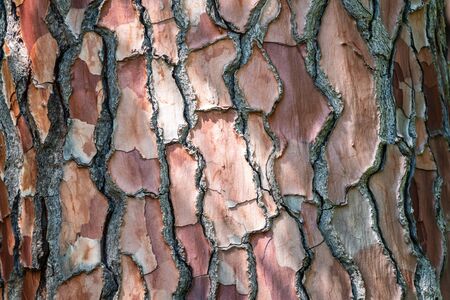 Bark of pine tree. Seamless tree bark background. Brown texture of the old tree.の写真素材
