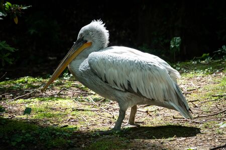 The Dalmatian pelican, Pelecanus crispus, is the most massive member of the pelican family. A large white pelican stands among green bushes.の写真素材