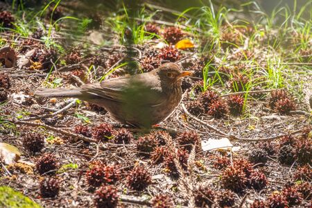 A blackbird female sits in a green meadow in the forest. The common blackbird, Turdus merula, also called Eurasian blackbird.の写真素材