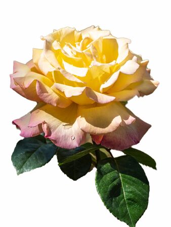 Yellow-red rose isolated on white background. Bicolor, double color rose flower.の写真素材