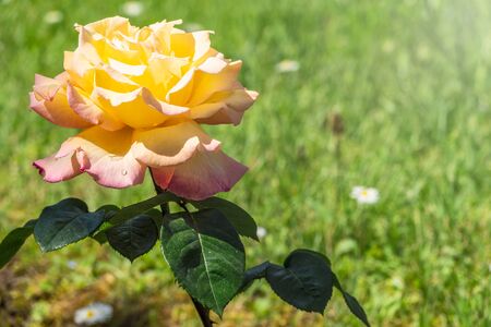 Yellow-red rose on a green blurred background. Copy space background.の写真素材