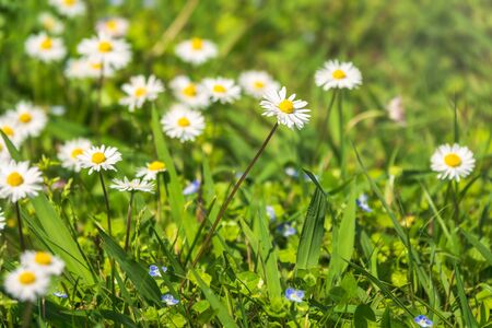 White and yellow daisy flowers on a green blurred background. Matricaria chamomilla, syn. Matricaria recutitaの写真素材