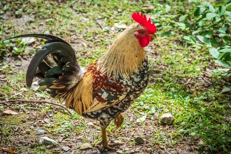 Beautiful rooster with a red scallop and magnificent tail. A rooster with bright colored feathers walks along the green lawn.の写真素材