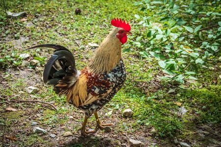 Beautiful rooster with a red scallop and magnificent tail. A rooster with bright colored feathers walks along the green lawn.の写真素材