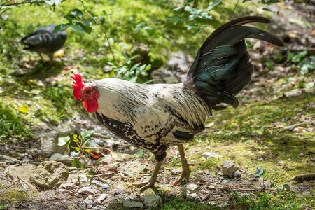 Beautiful rooster with a red scallop and magnificent tail. A rooster with black and white feathers walks along the green lawn.の写真素材