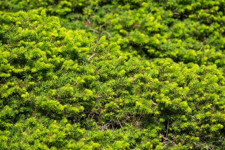 Background from green fir branches. Background of Christmas tree branches.の写真素材