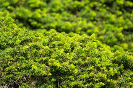 Background from green fir branches. Background of Christmas tree branches.の写真素材