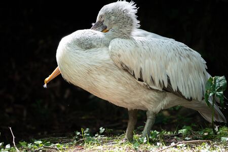 Great white pelican on a black background. The Dalmatian pelican, Pelecanus crispus, is the most massive member of the pelican family. Copy space background.の写真素材