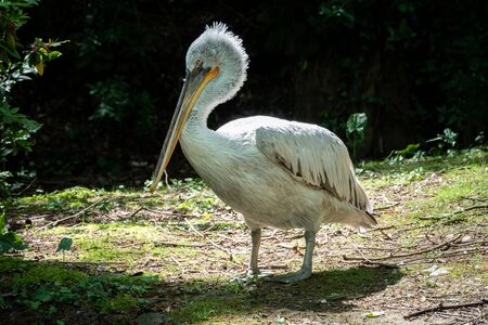 The Dalmatian pelican, Pelecanus crispus, is the most massive member of the pelican family. A large white pelican stands among green bushes.の写真素材