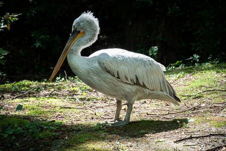 The Dalmatian pelican, Pelecanus crispus, is the most massive member of the pelican family. A large white pelican stands among green bushes.の写真素材