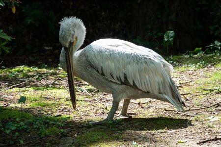 The Dalmatian pelican, Pelecanus crispus, is the most massive member of the pelican family. A large white pelican stands among green bushes.の写真素材