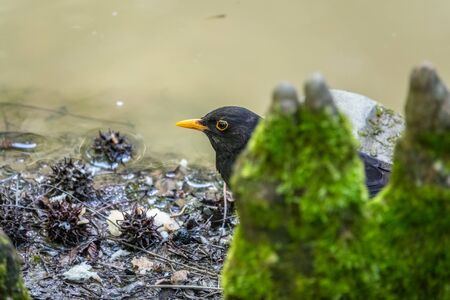 A blackbird male peeps from behind a stone on the green bank of the pond. The common blackbird, Turdus merula, also called Eurasian blackbird.の写真素材