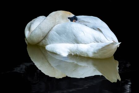 A white swan swims, bending its neck on the black mirror surface of the water. White swan on a dark, black background.の写真素材