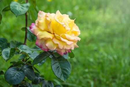 Yellow-red rose on a green blurred background. Copy space background.の写真素材