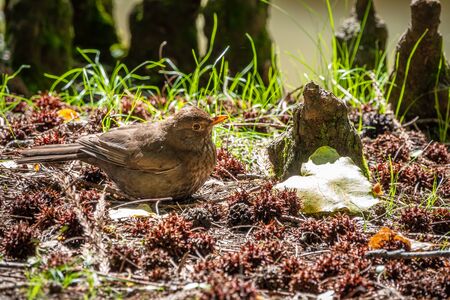 A blackbird female sits in a green meadow in the forest. The common blackbird, Turdus merula, also called Eurasian blackbird.の写真素材