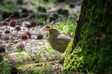 A blackbird female peeps from behind a tree in the forest. The common blackbird, Turdus merula, also called Eurasian blackbird.の写真素材