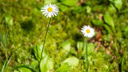 White and yellow daisy flowers on a green blurred background. Matricaria chamomilla, syn. Matricaria recutitaの写真素材