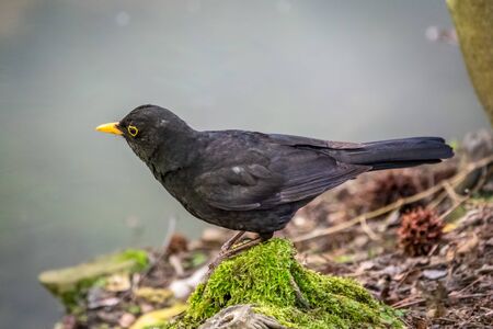 The male blackbird sits on the green shore of the pond. The common blackbird, Turdus merula, also called Eurasian blackbird.の写真素材