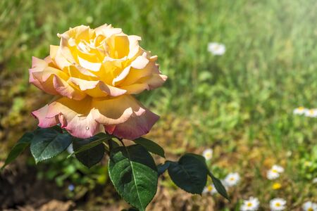 Yellow-red rose on a green blurred background. Copy space background.の写真素材