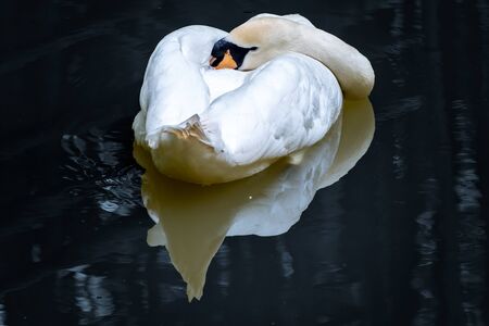 A white swan swims, bending its neck on the black mirror surface of the water. White swan on a dark, black background.の写真素材