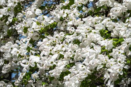 Bright white blooming dogwood flowers. Also known as cornus, lat. Cynoxylon florida, Britton and Shaferの写真素材