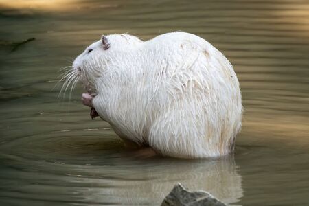 Large white coypu or nutria sits in a shallow pond. The coypu, Myocastor coypus, also known as the nutria, is a large, herbivorous, semiaquatic rodentの写真素材