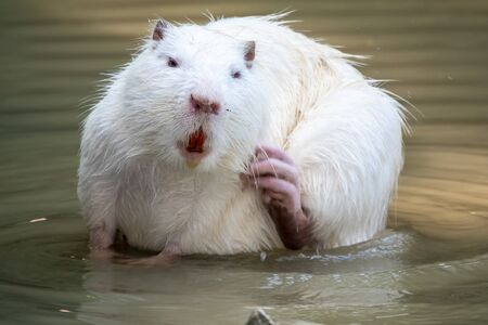 Large white coypu or nutria sits in a shallow pond. The coypu, Myocastor coypus, also known as the nutria, is a large, herbivorous, semiaquatic rodentの写真素材