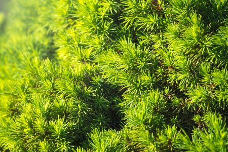 Background from green fir branches. Background of Christmas tree branches.の写真素材