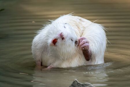 Large white coypu or nutria sits in a shallow pond. The coypu, Myocastor coypus, also known as the nutria, is a large, herbivorous, semiaquatic rodentの写真素材