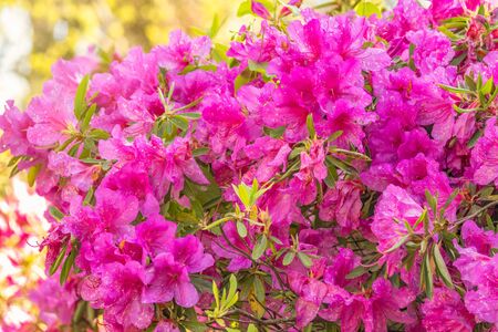 Pink rhododendron blossoms with a beautiful blur. Rhododendron hybridum.の写真素材