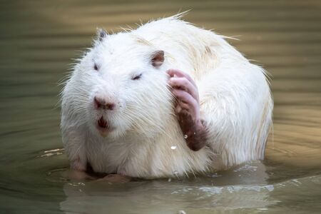Large white coypu or nutria sits in a shallow pond. The coypu, Myocastor coypus, also known as the nutria, is a large, herbivorous, semiaquatic rodentの写真素材