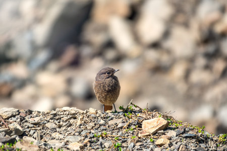 A young black redstart - Phoenicurus ochruros sits on stones. Little bird with blurry background.