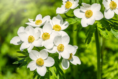 Beautiful white forest or mountain flowers in the sunlight. Anemone nemorosa, wood anemone, windflower, thimbleweed, or smell foxの写真素材