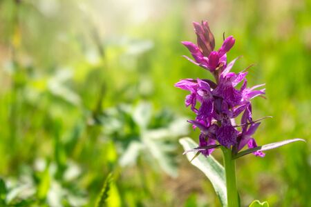Purple flower with a lot of flowers on a stem in the sunlight. Orchis mascula, the early-purple orchid, is a species of flowering plant in the orchid family.の写真素材