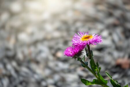 Beautiful purple mountain flower alpine aster. Aster alpinus or ice plant purple violet flowers in bloom, Alpine aster flowering mountain plant, colorful petals and yellow centerの写真素材
