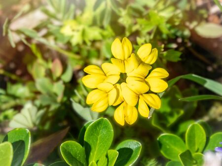 Yellow flower Alyssum caucasicum from the Brassicaceae family. Yellow flower with green blured background.の写真素材