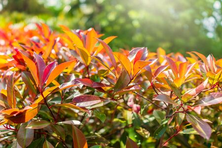 Branches of bushes with young green and red leaves. Background image.の写真素材