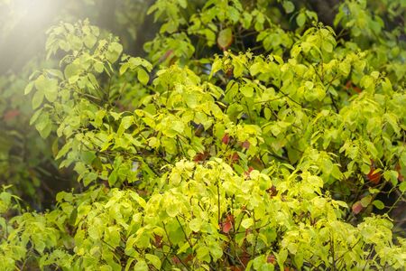 Branches with green yellow leaves. Autumn colors in the forest. Background image.の写真素材
