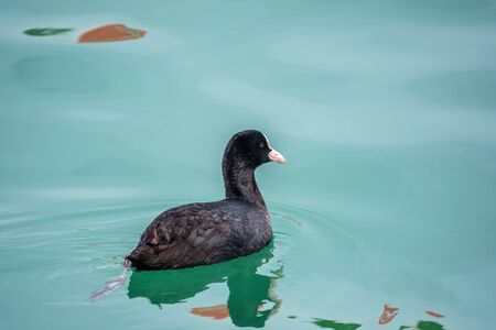 Black duck Eurasian coot Fulica atra is swimming in calm blue water.の写真素材