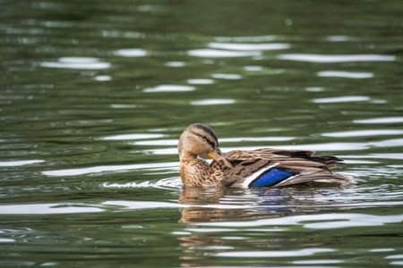 Duck swims in the pond. Portrait of a female of duck on the water. Mallard, lat. Anas platyrhynchos, femaleの写真素材