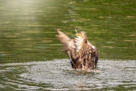 Duck takes off from a pond, wide open wings. Take off a wild duck mallard, Anas platyrhynchos, femaleの写真素材