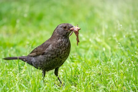 A female blackbird collects worms on a green lawn. Female blackbird, Turdus merula. Bird with beak full of worms. Close-up of foraging parent animal collecting food.の写真素材