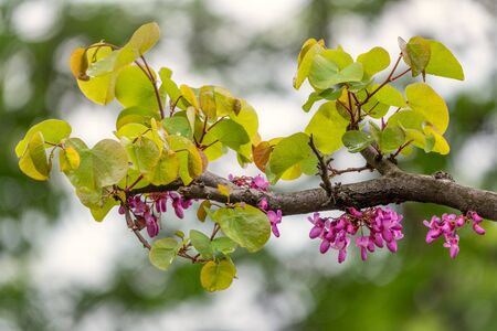 A tree branch with pink flowers and green leaves. Branch with pink blossomsの写真素材