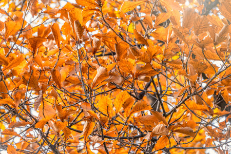 Oak branches with yellow leaves in autumn park. Bright yellow and orange autumn leaves of oak tree.